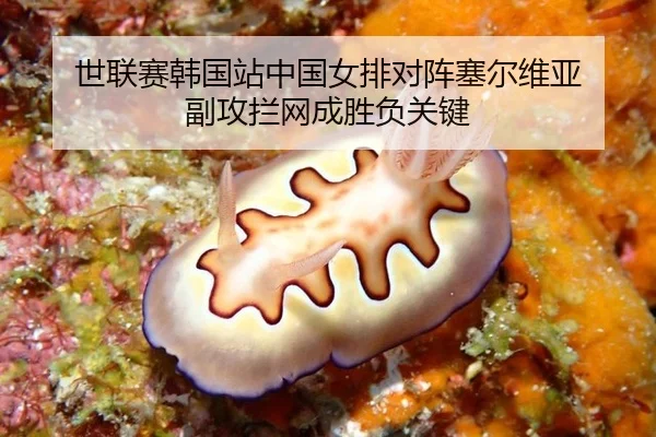 世联赛韩国站中国女排对阵塞尔维亚 副攻拦网成胜负关键